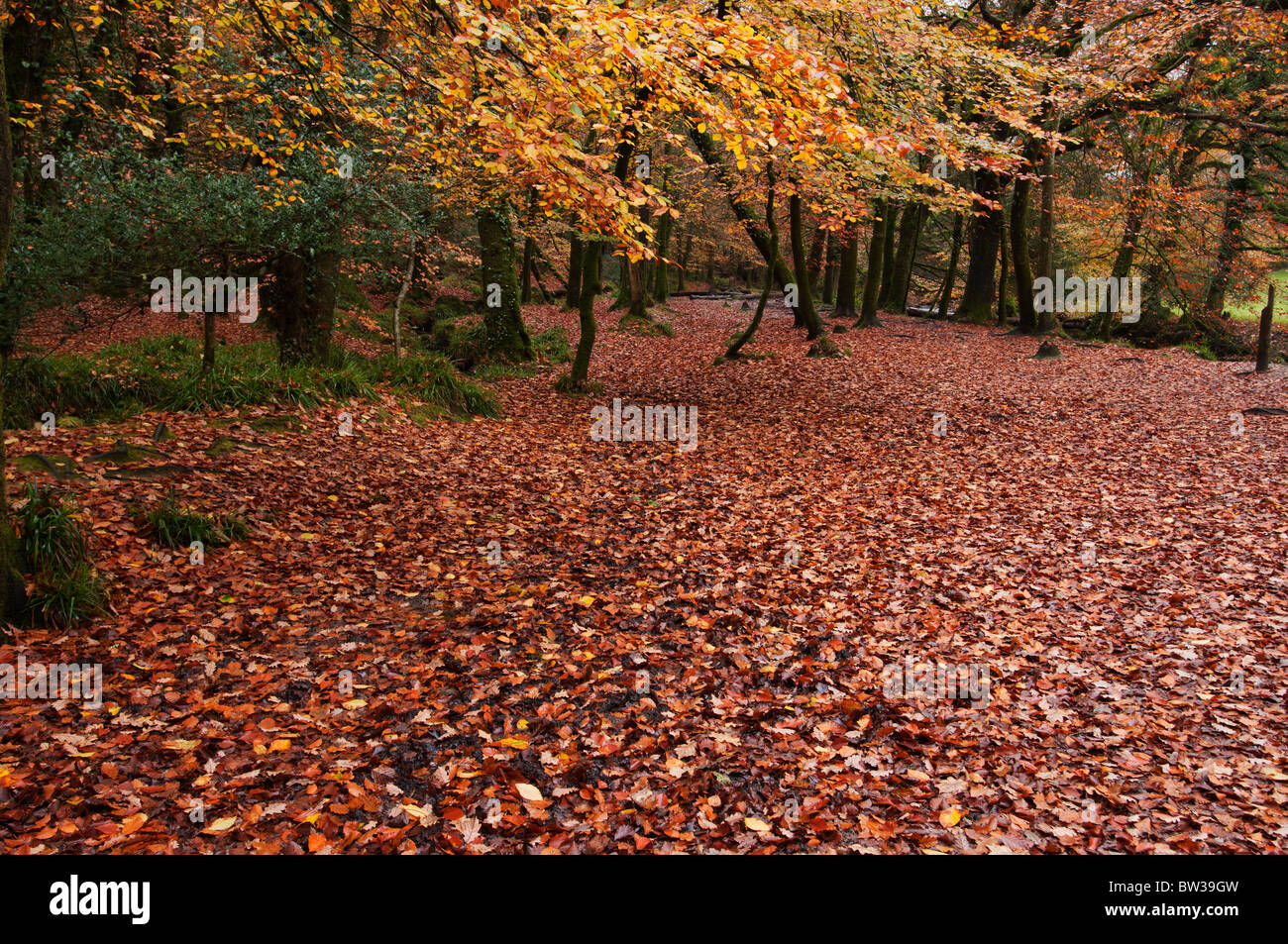 La couleur en automne à Golitha Falls, près de Liskeard, Cornwall forestiers Banque D'Images