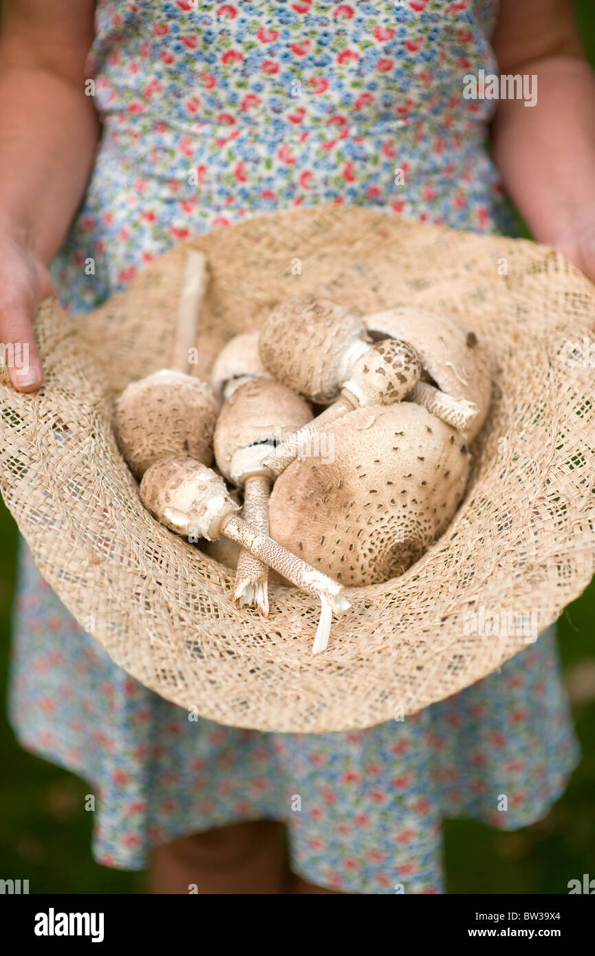 Woman holding récoltés, les champignons comestibles parasol (Macrolepiota procera) dans un chapeau de paille Banque D'Images