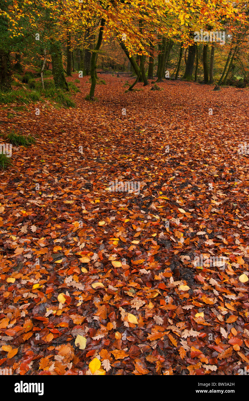 La couleur en automne à Golitha Falls, près de Liskeard, Cornwall forestiers Banque D'Images