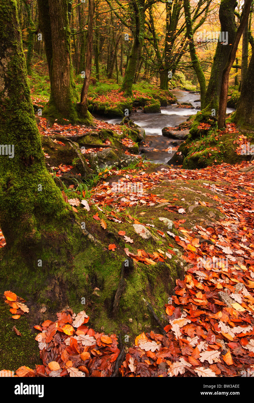 Tapis de feuilles mortes à Golitha Falls, sur la rivière Fowey près de Liskeard, Cornwall Banque D'Images