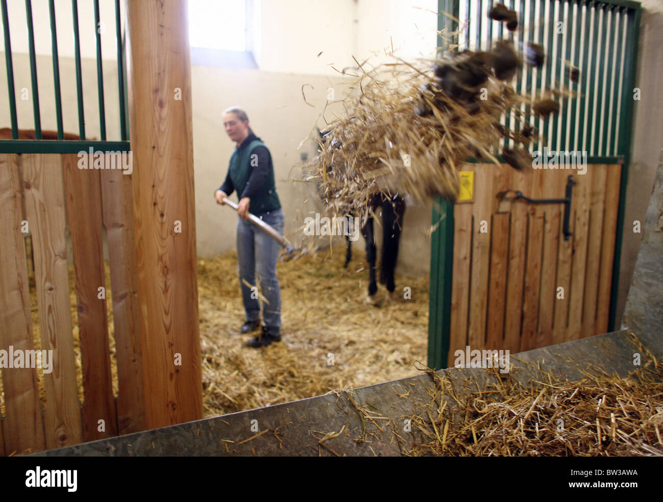 Nettoyage d'une femme un cheval fort, Graditz, Allemagne Banque D'Images