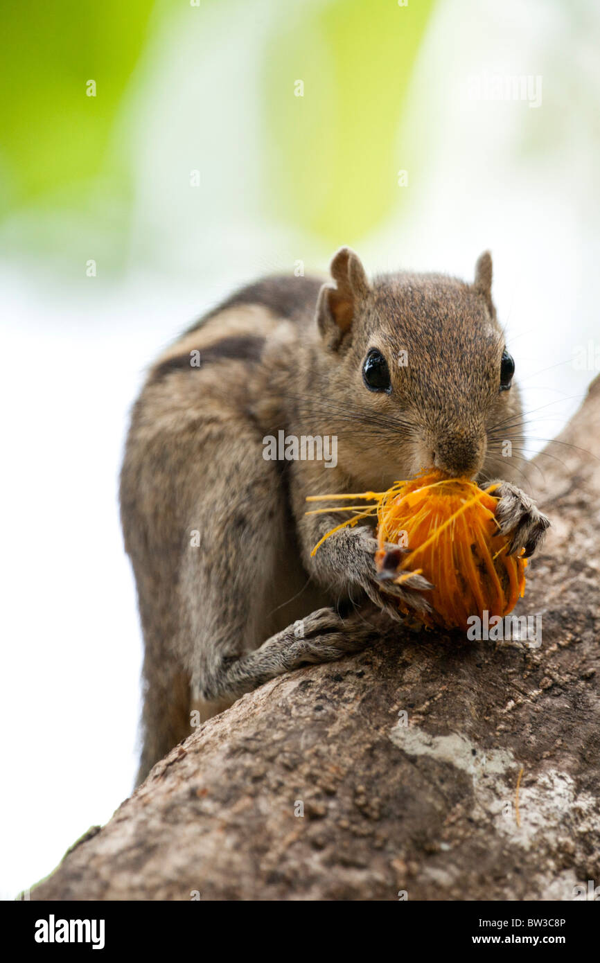 Arbre du Sri Lanka squirrel eating fruit Banque D'Images