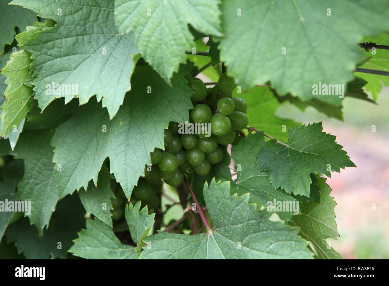 Les vignes du vin blanc à l'Hills situé à Hua Hin de Hua Hin, Prachuap Khiri Khan, Thaïlande. Banque D'Images