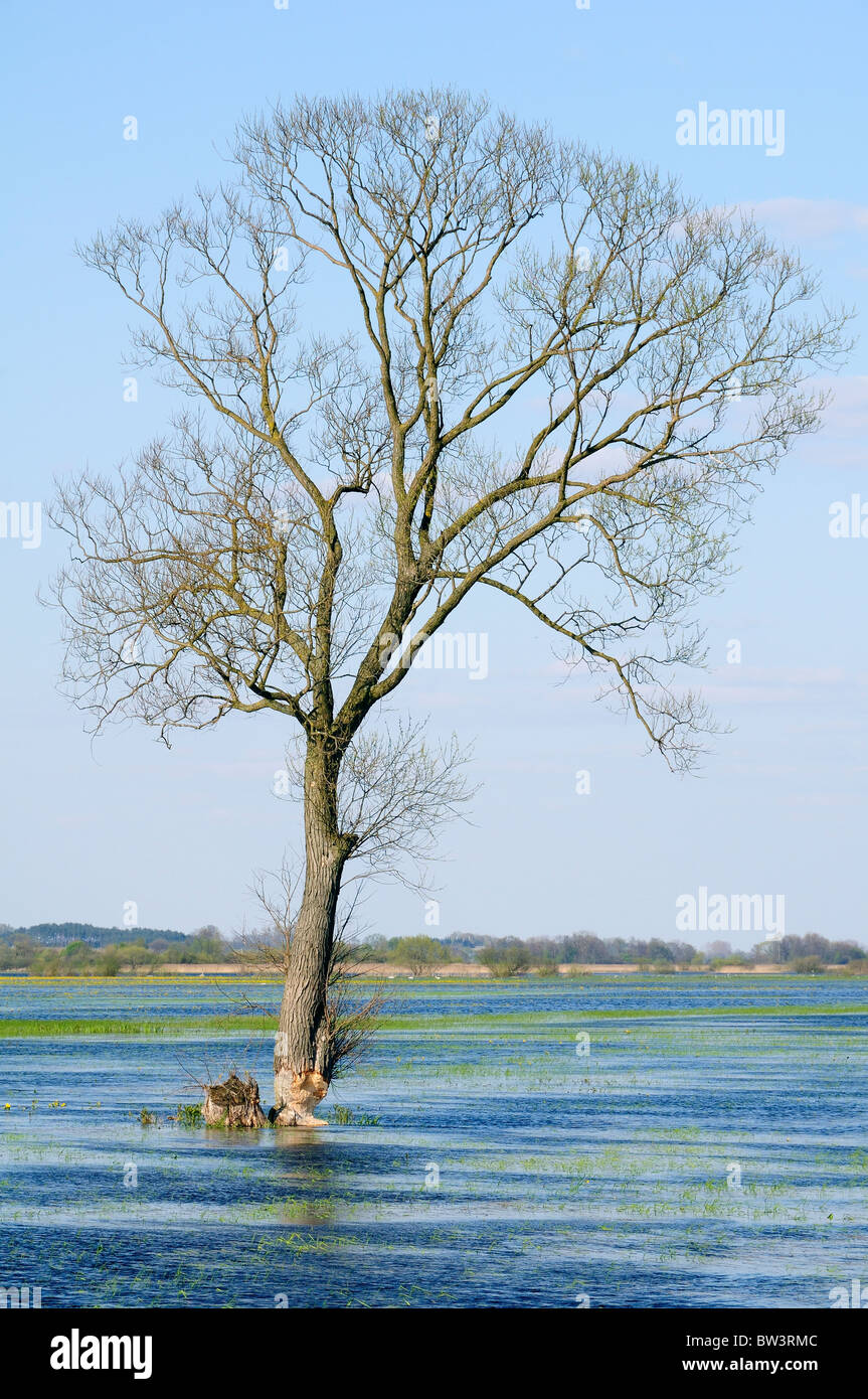 Blanc isolé saule (Salix alba) avec la base du tronc presque croqué par Eurasian castor (Castor fiber), Pologne. Banque D'Images