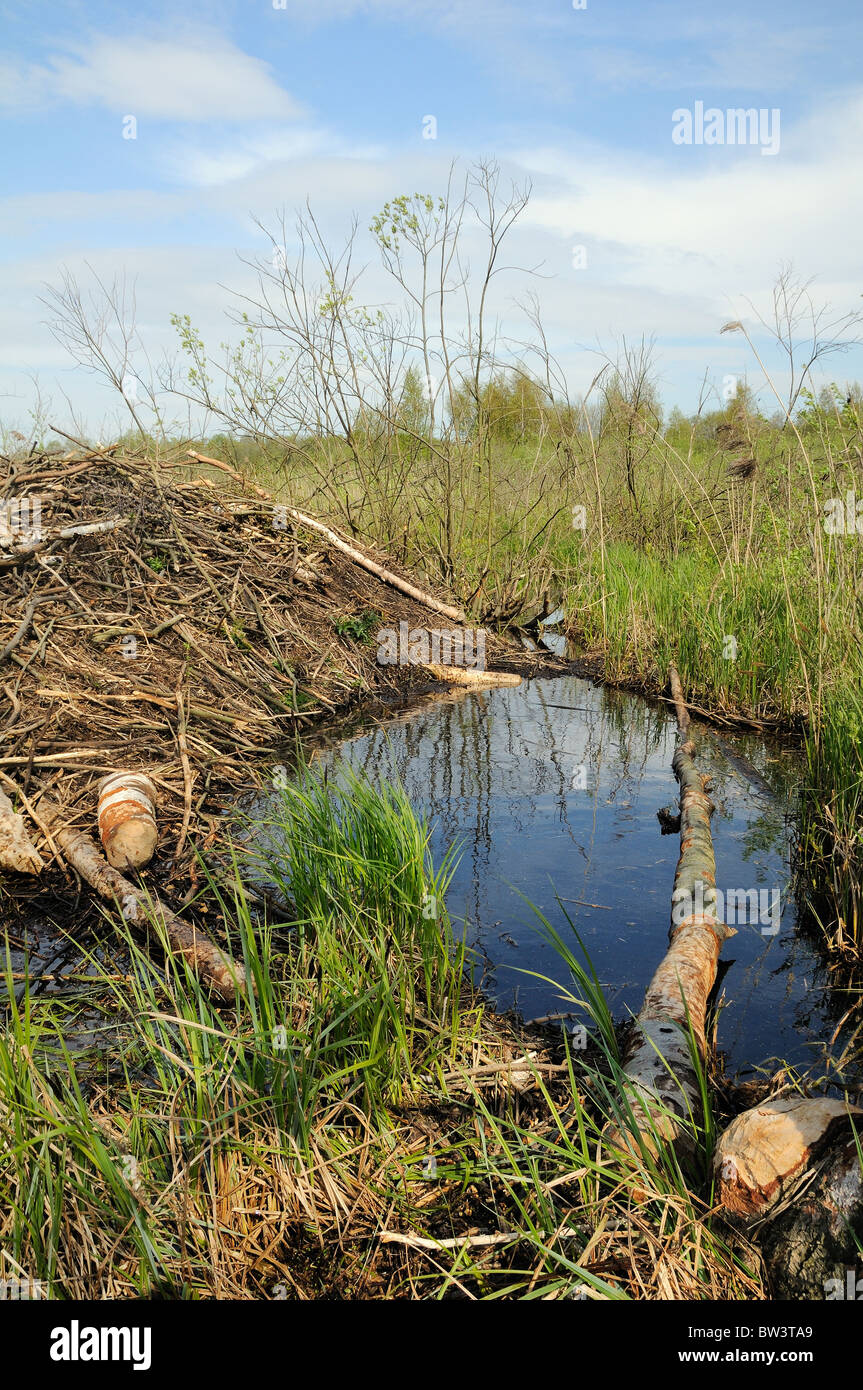 Le castor d'Eurasie (Castor fiber) lodge et l'étang, les marais de Biebrza, Pologne. Banque D'Images