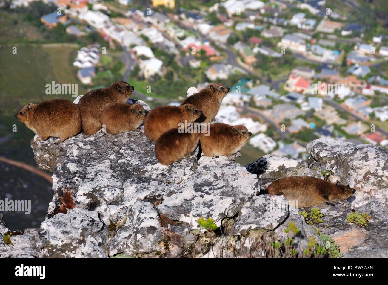 Un troupeau d'rock hyrax bronzer sur un rocher. Parc national de Table Mountain, Cape Town, Afrique du Sud. Banque D'Images