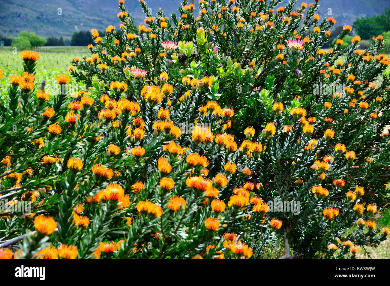 Protea fleurs. L'Afrique du Sud. Banque D'Images