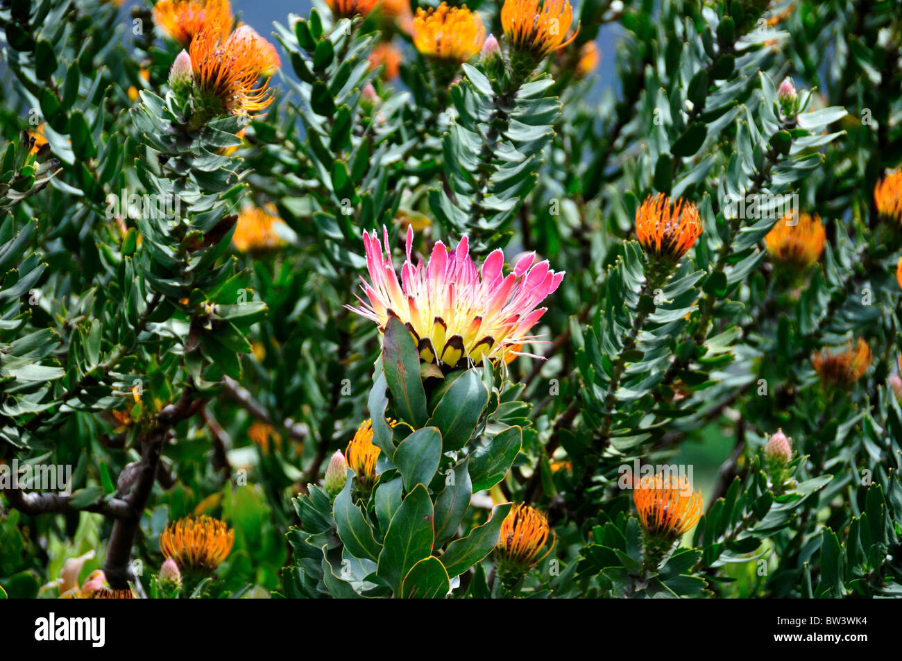 Protea fleurs. L'Afrique du Sud. Banque D'Images