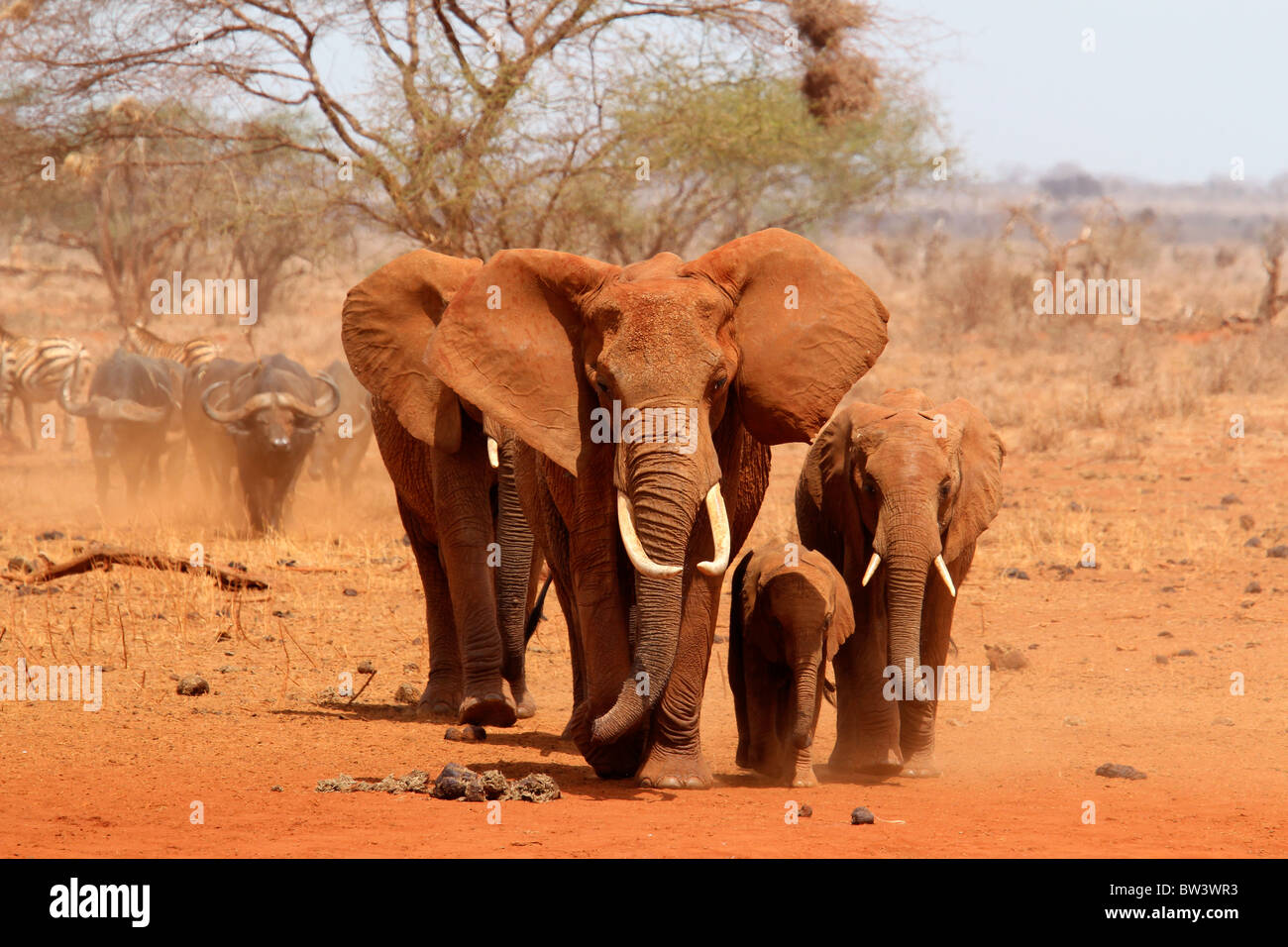 Groupe d'éléphants marchant Banque D'Images