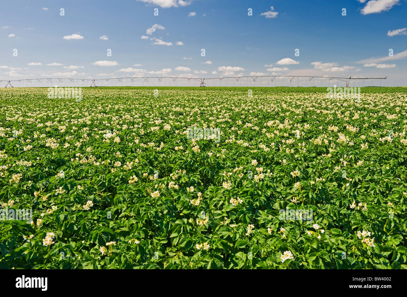À la mi-croissance, champ de pommes de terre en fleurs avec système d'irrigation à pivot central à l'arrière-plan, près de Somerset, au Manitoba Banque D'Images