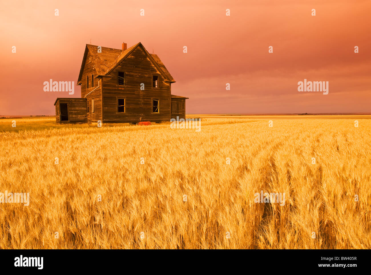 Maison de ferme abandonnée par le vent, champ de blé dur près d'Assiniboia, en Saskatchewan Banque D'Images