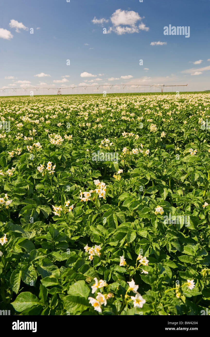 Champ de pommes de terre avec système d'irrigation à pivot central dans le fond près de Somerset, Manitoba, Canada Banque D'Images