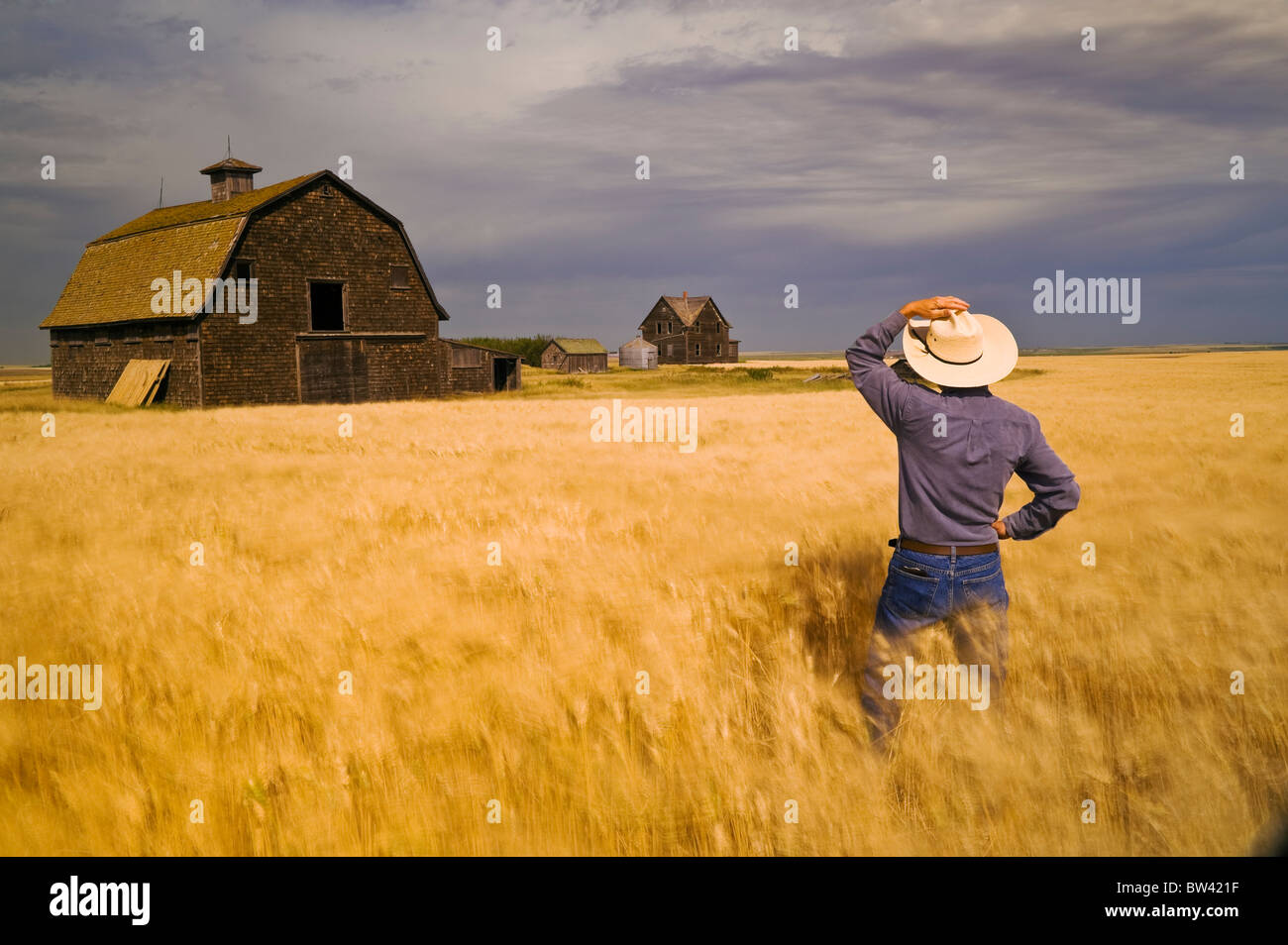 L'homme par le vent dans un champ de blé dur donne sur une ferme abandonnée près d'Assiniboia, en Saskatchewan, Canada Banque D'Images