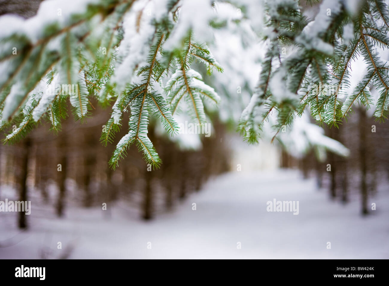 Chemin couvert de neige dans la région de Scanlon Creek Conservation Area, Bradford, Ontario Banque D'Images