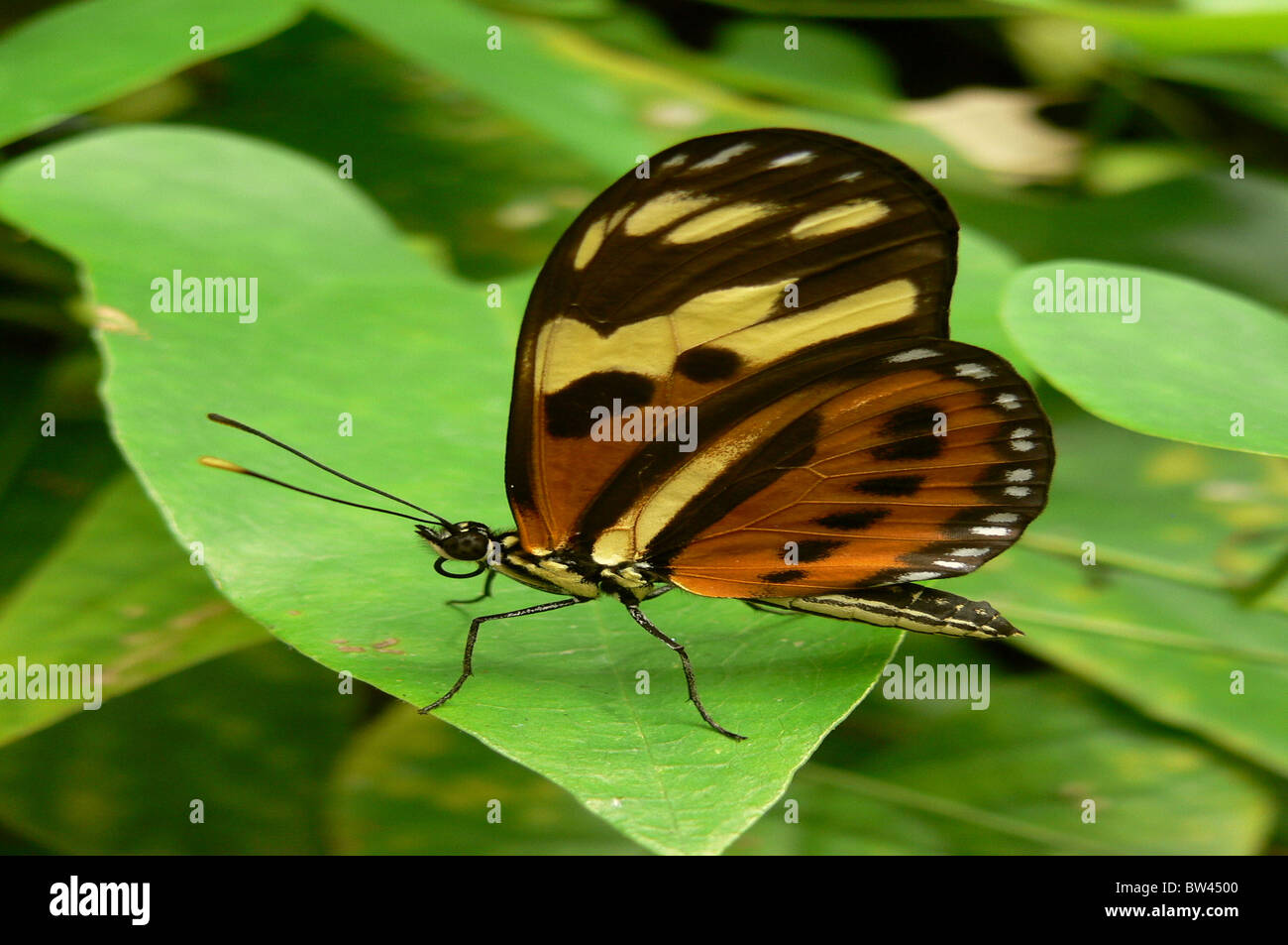 Papillon Heliconius ismenius Ismenius Tiger Banque D'Images