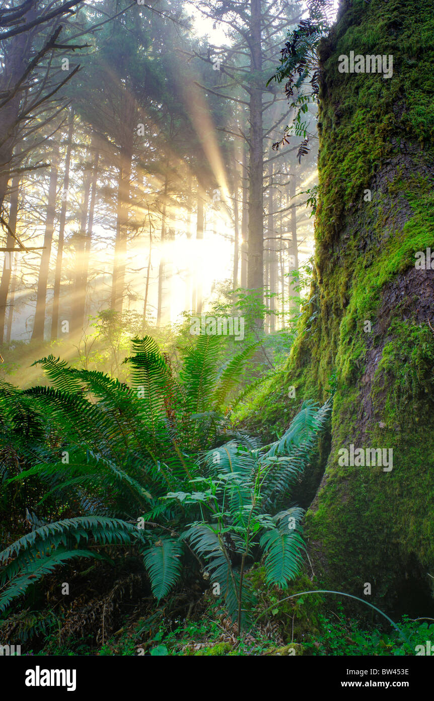 Forêt de la côte du Pacifique, de l'Oregon, USA Banque D'Images