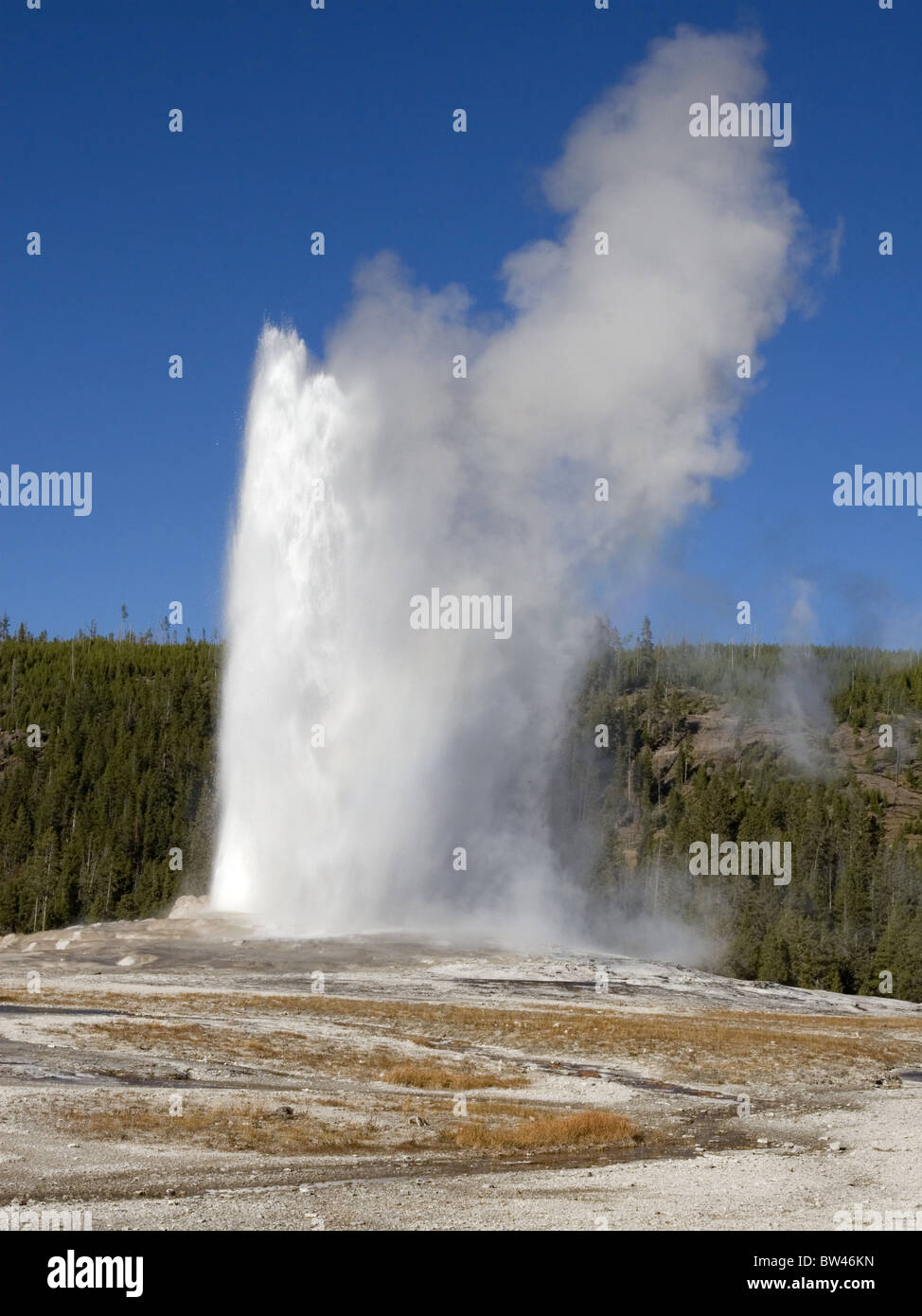 Old Faithful Geyser en éruption de Yellowstone Banque D'Images