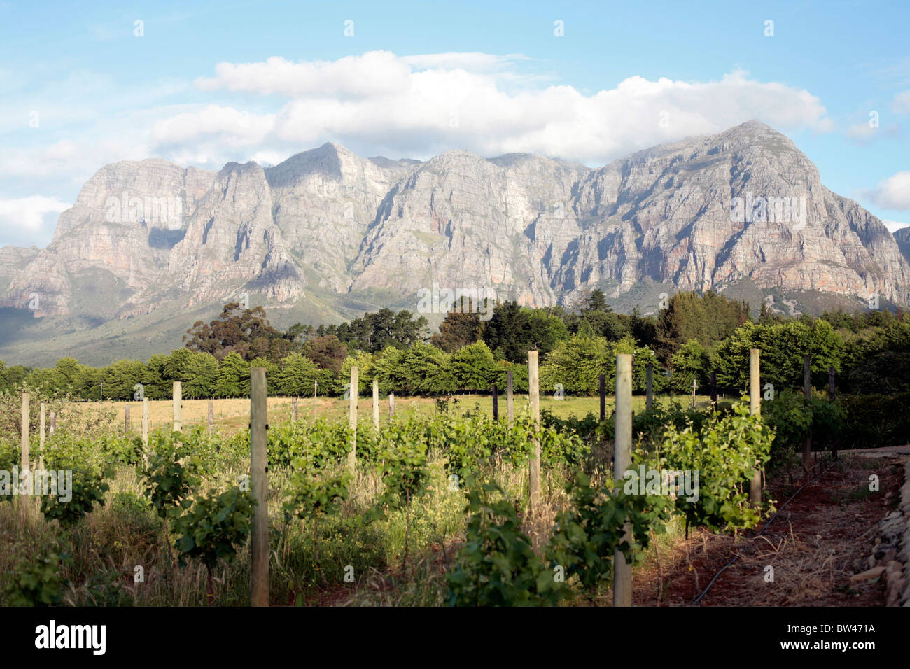 Vue depuis le Pommier Wine Estate, Stellenbosch, Afrique du Sud. Banque D'Images