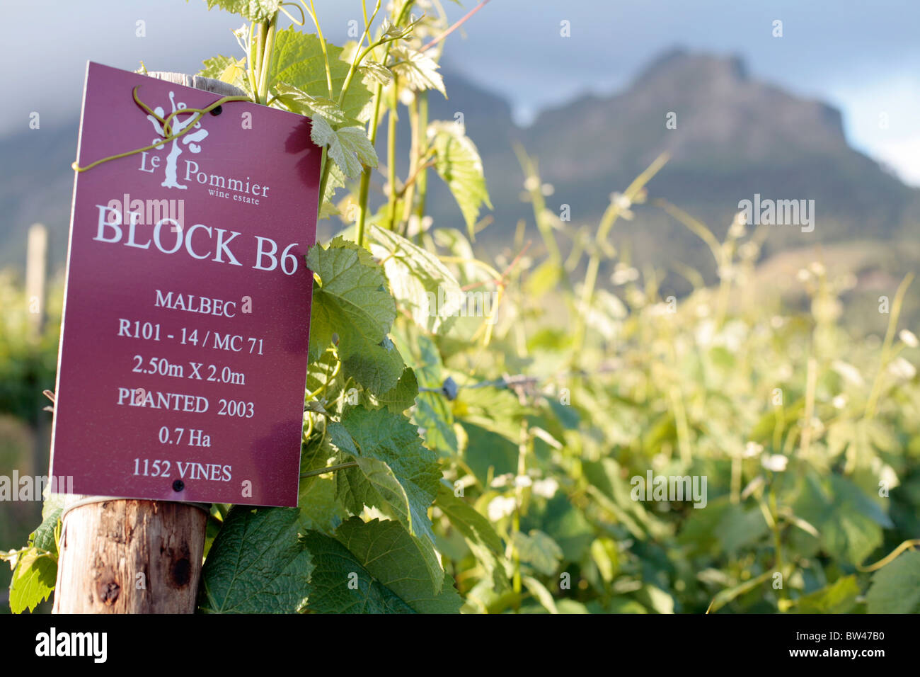 Panneau indiquant le type de raisin (Malbec) et planté à date Le Pommier Wine Estate, Stellenbosch, Afrique du Sud. Banque D'Images