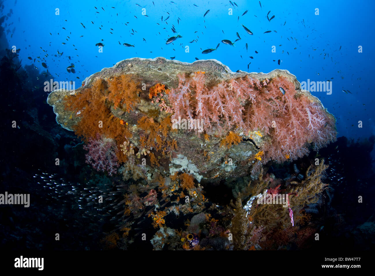 De coraux multicolores, éponges et autres invertébrés colonisent les bas  d'un tableau sur un éventail diversifié de corail sur les récifs coralliens  en Indonésie Photo Stock - Alamy