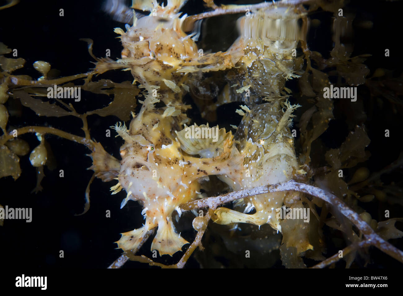 Sargassumfish, Histrio histrio, se camoufler au milieu d'algues flottant à la surface de la mer. Banque D'Images