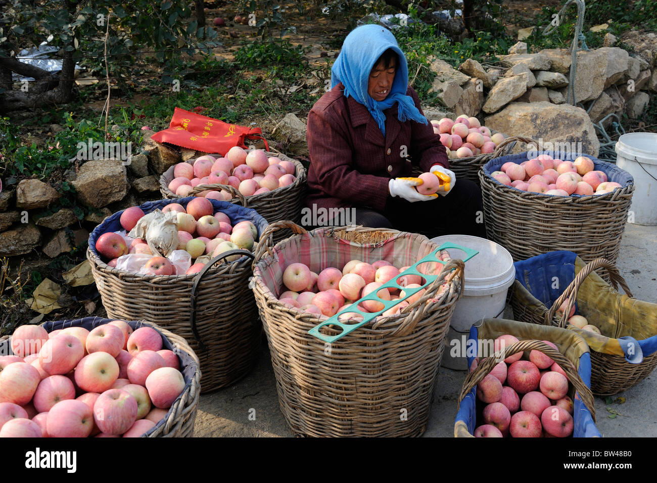 Femme chinoise la collecte des pommes à Yantai, province du Shandong, Chine. 06-Nov-2010 Banque D'Images