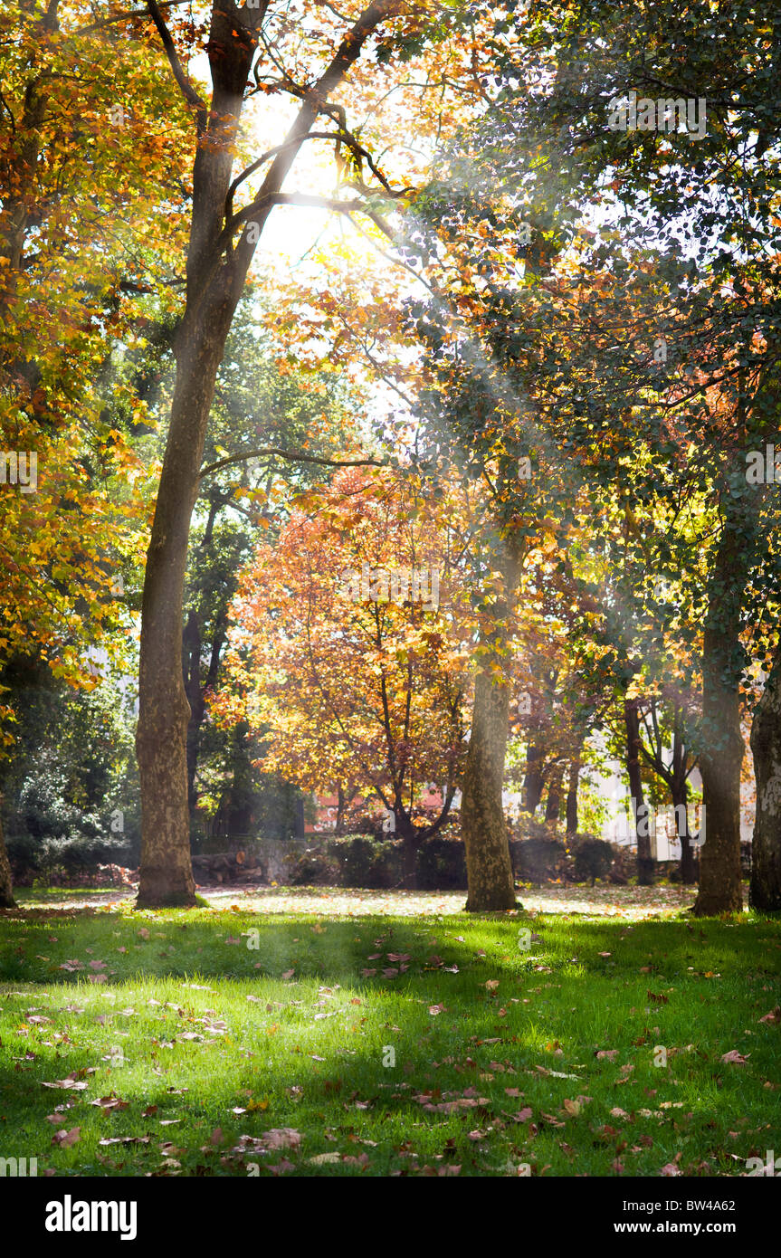 Rayons de l'arbre creux hiting feuillage l'herbe pleine de feuilles dans un parc en automne. Banque D'Images