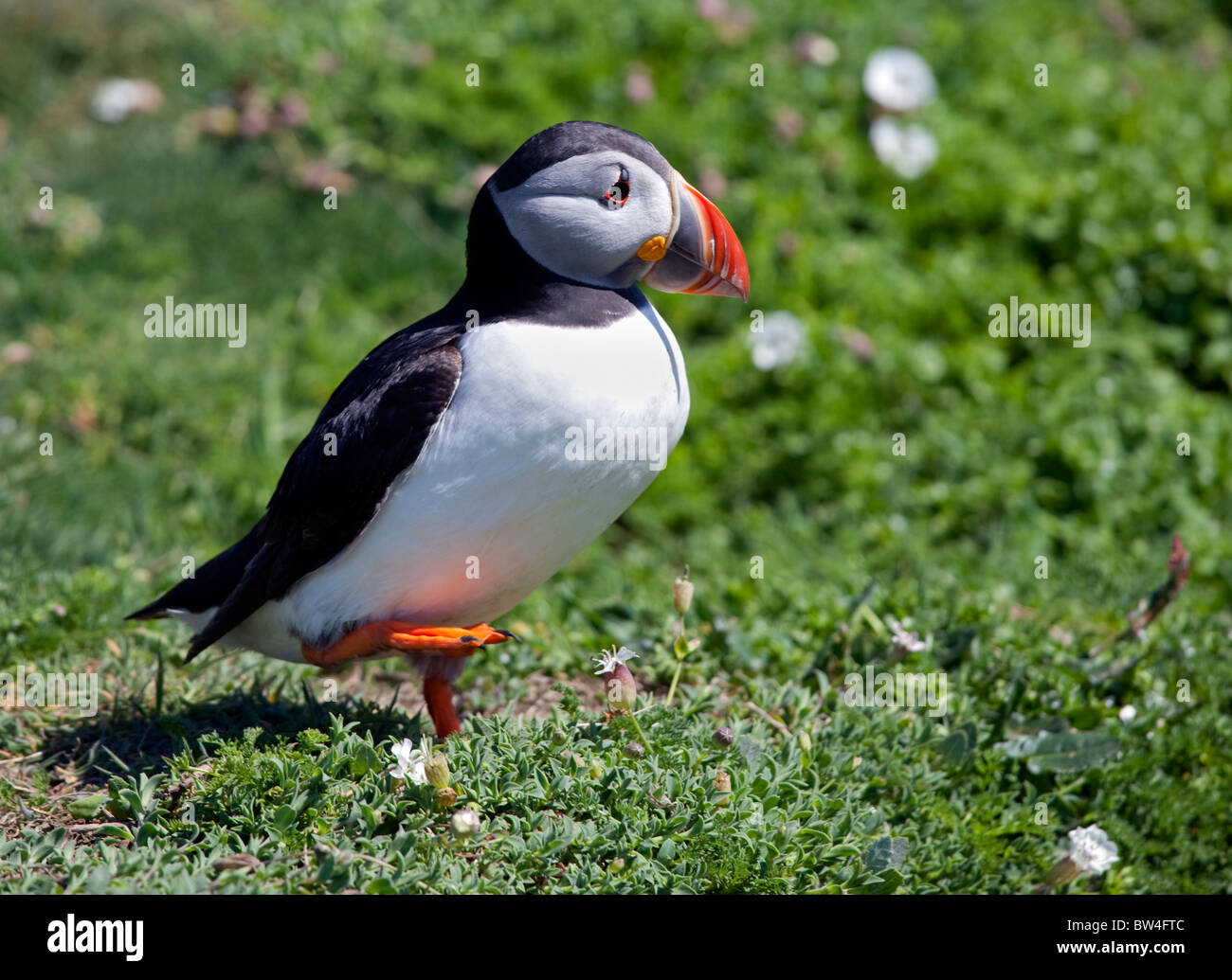 Macareux moine (Fratercula arctica), pays de Galles, l'île de Skomer Banque D'Images