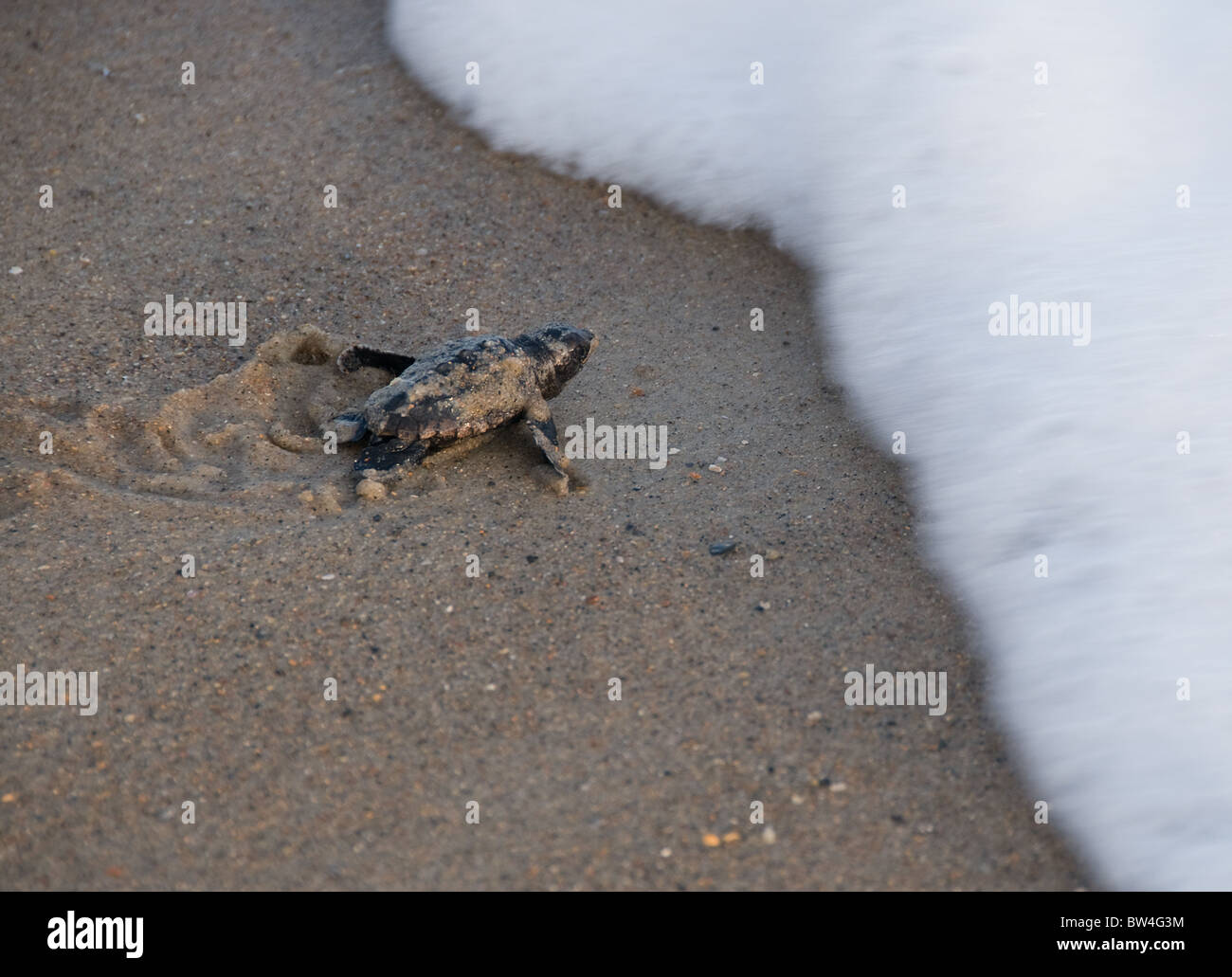 Laggerhead bébé tortue de mer pour faire place à l'océan , , Île d'Émeraude, North Carolina USA Banque D'Images