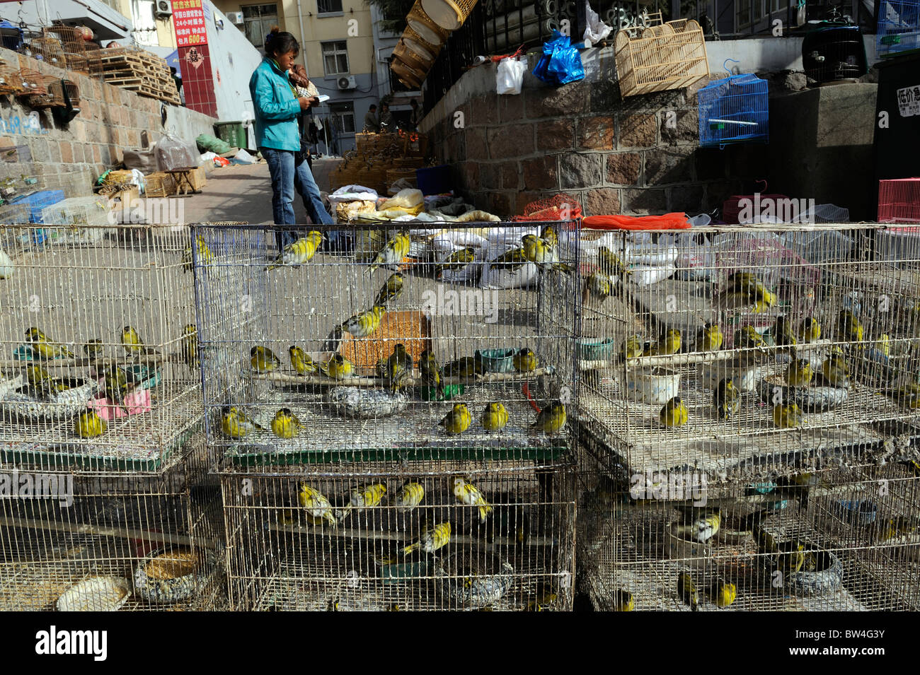 Un marché d'oiseaux à Qingdao, province de Shandong, Chine. 12-Nov-2010 Banque D'Images