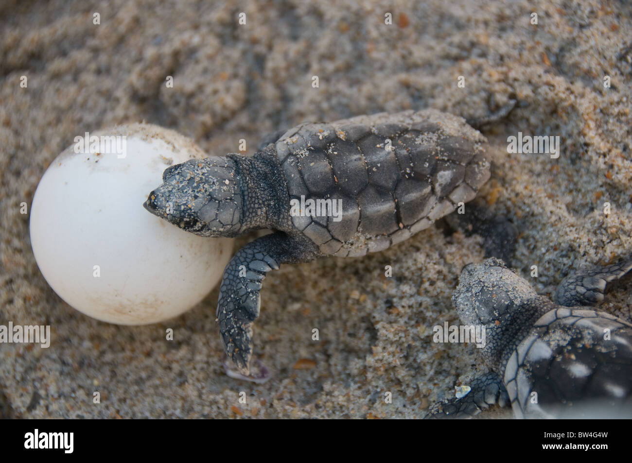Laggerhead bébé tortue de mer, île d'Émeraude, Caroline du Nord. Banque D'Images