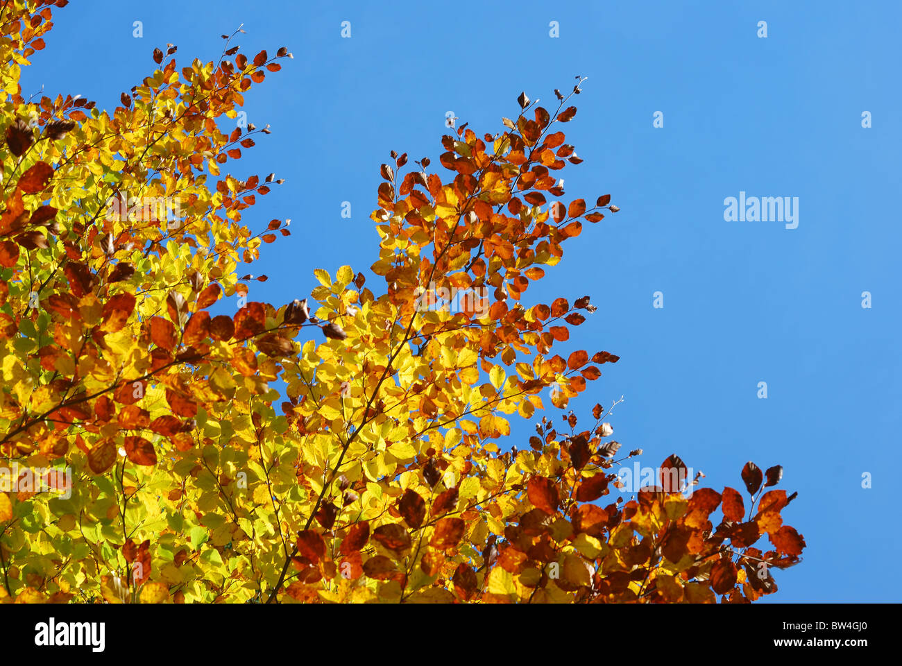 Les feuilles d'automne colorés en forêt d'automne sur fond de ciel bleu Banque D'Images