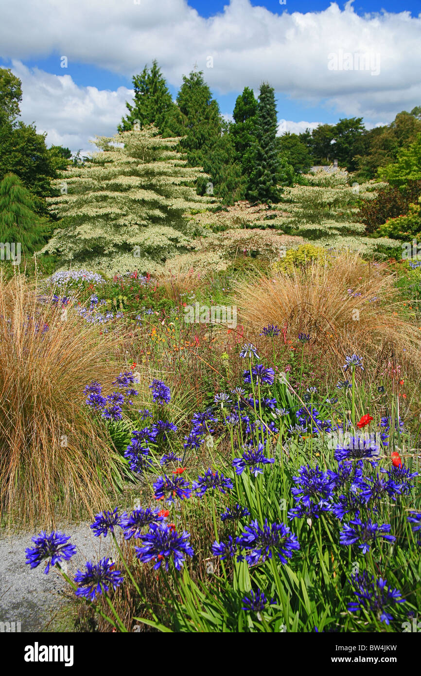 Agapanthus Blue croissant dans le jardin des prairies à la maison du jardin au Buckland Monachorum Devon England UK Banque D'Images