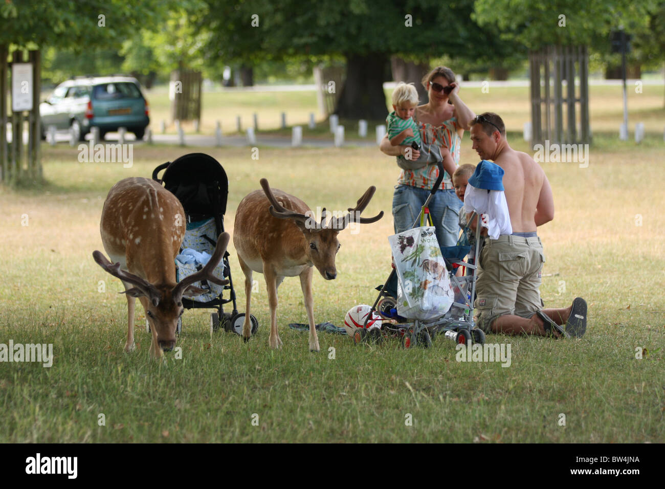 Deux cerfs daims sauvages une approche famille faire un pique-nique à Bushy Park à Londres. Banque D'Images