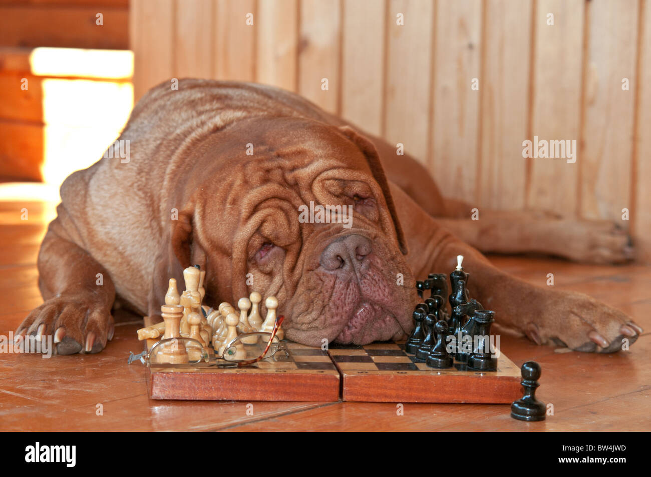 Chien intelligent est fatigué de jouer aux échecs Banque D'Images