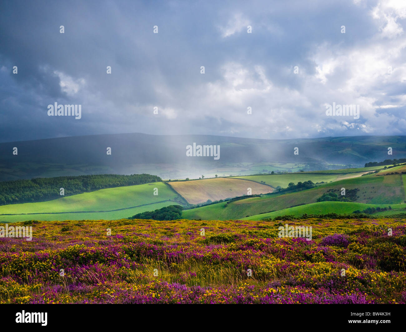 Un orage d'été au-dessus du parc national Exmoor, vu de North Hill, Selworthy, Somerset, Angleterre. Banque D'Images