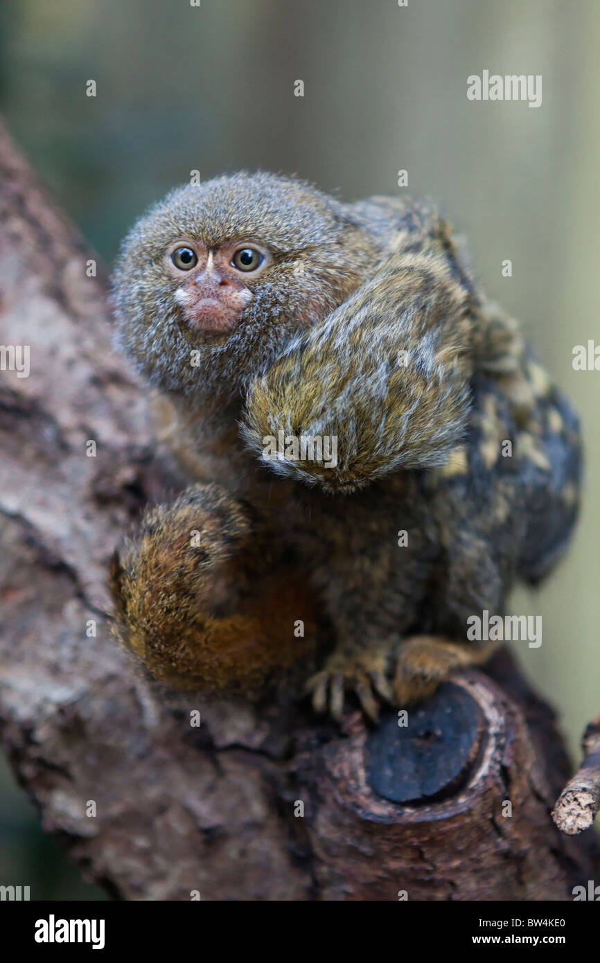 Mere Et Bebe Singes Ouistiti Photo Stock Alamy