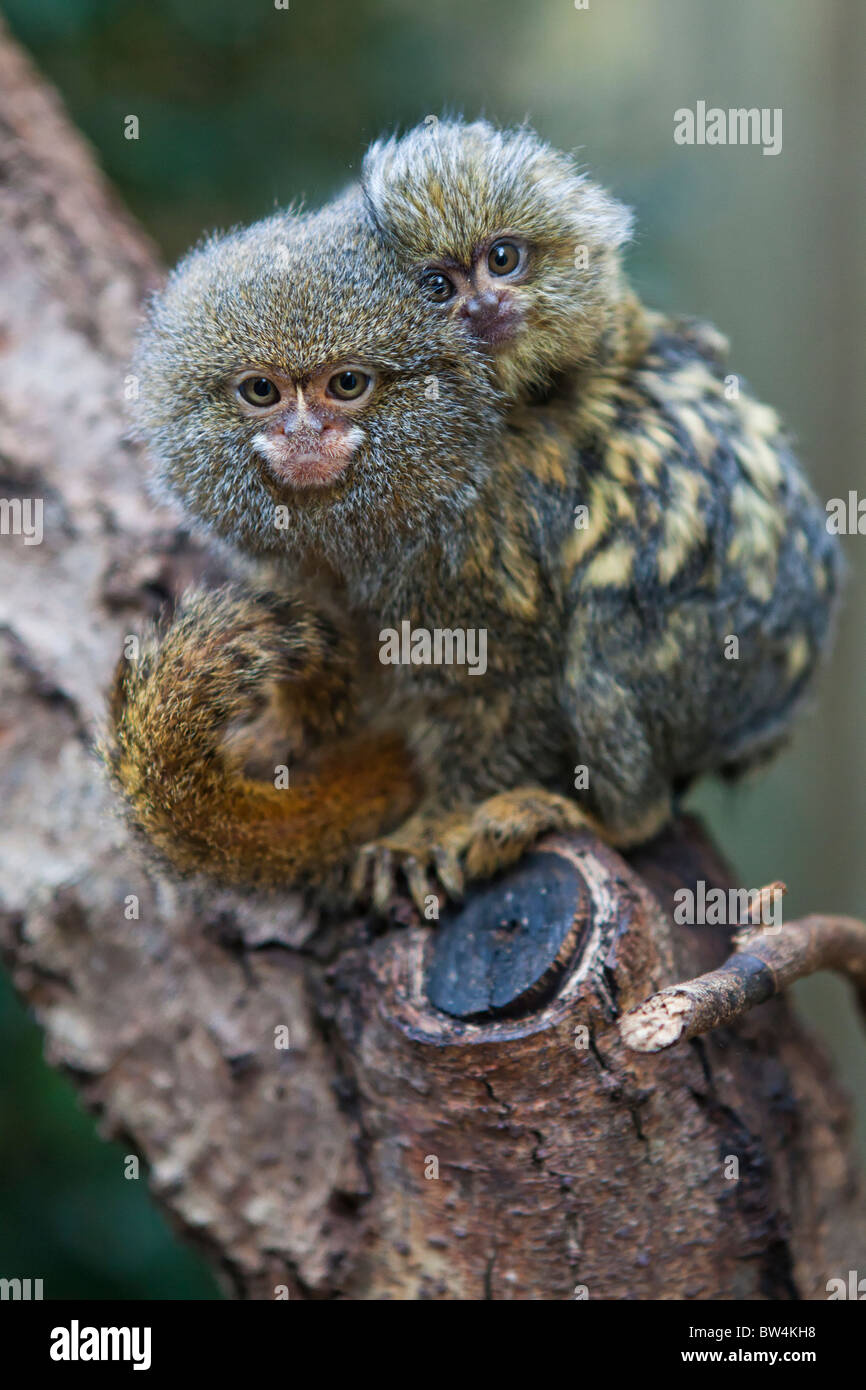Bebe Ouistiti Pygmee Cebuella Pygmaea Etre Allaites Au Biberon Photo Stock Alamy