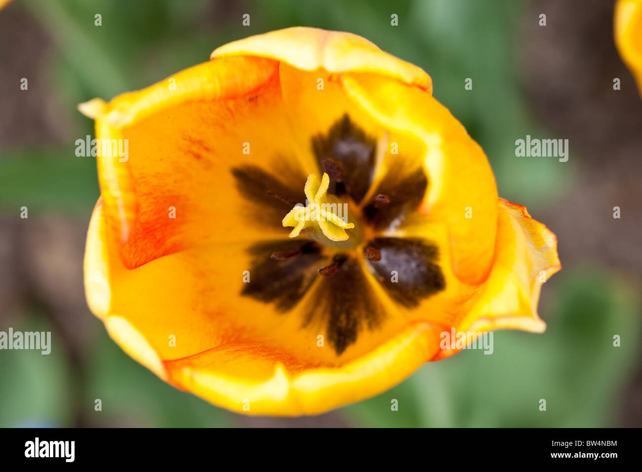 Gros plan du jardin jaune tulip Banque D'Images