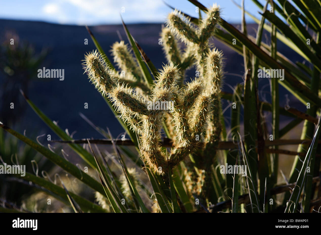 Cactus du désert Mojave National Preserve dans la Californie, Banque D'Images