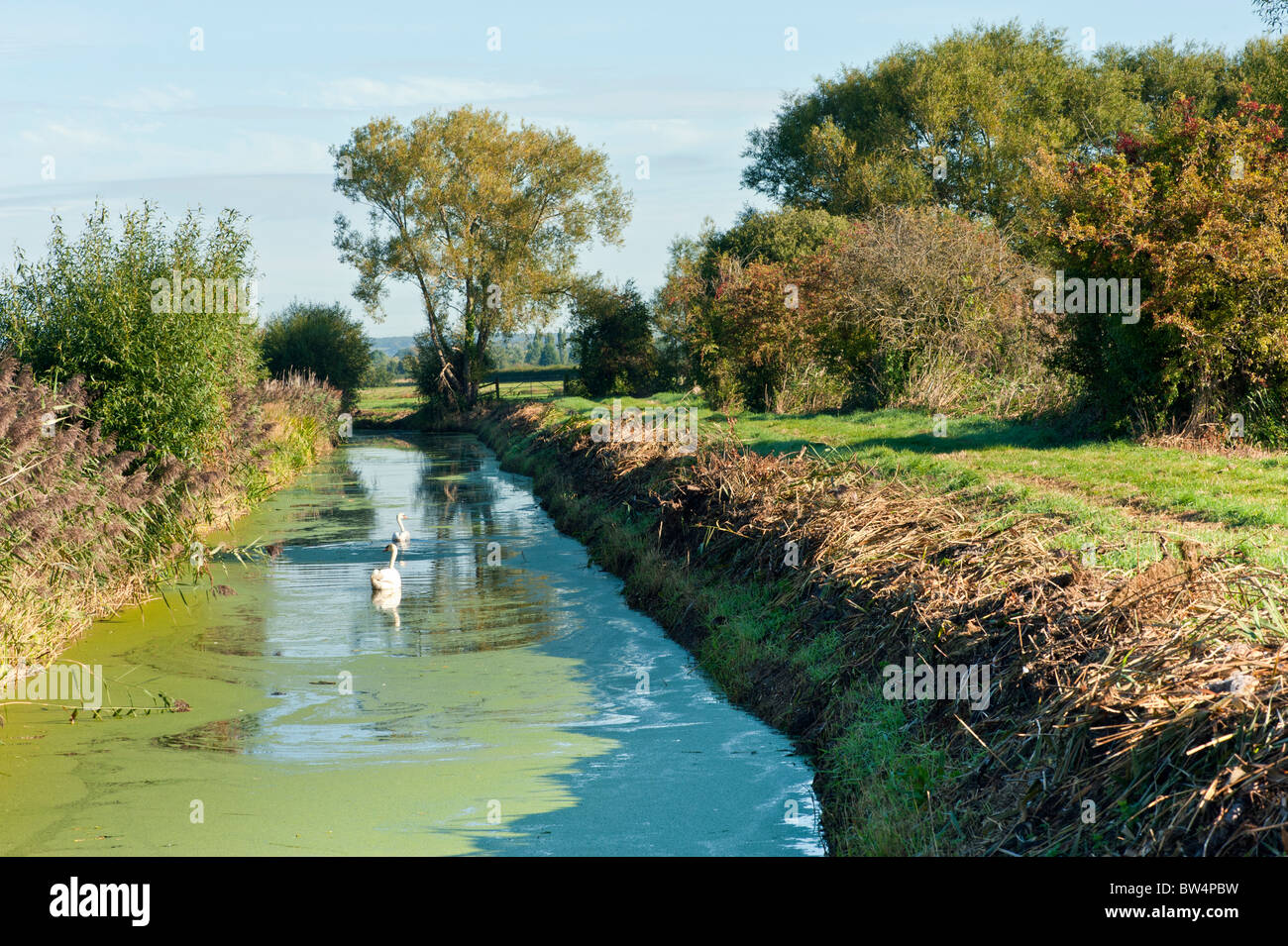 Les niveaux de Somerset à l'automne près de Highbridge sur le sentier de la rivière Parrett Banque D'Images