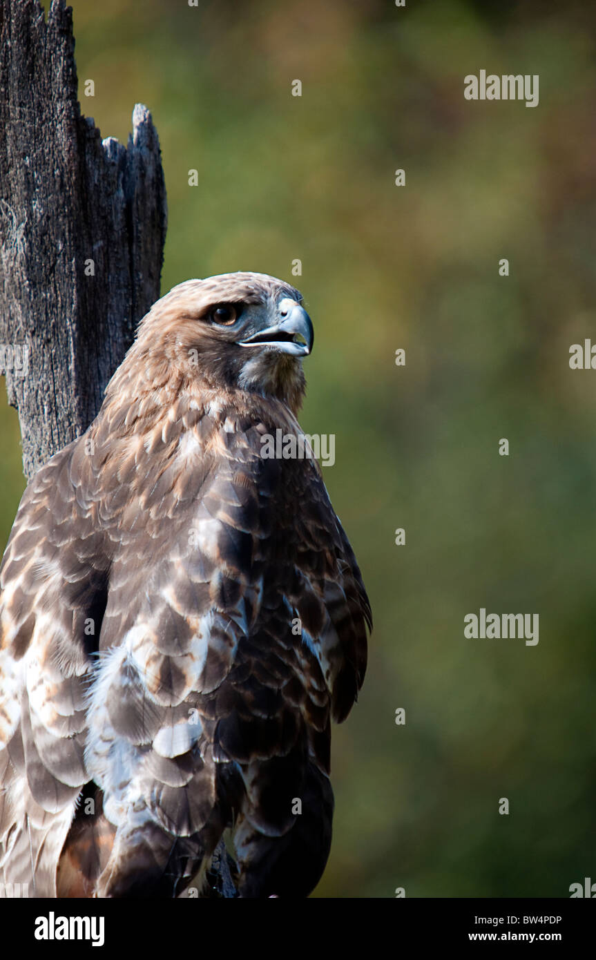 Howell Nature Centre pousse la faune. Toutes les photos sont en vente contact paulcannonstudio.com Banque D'Images