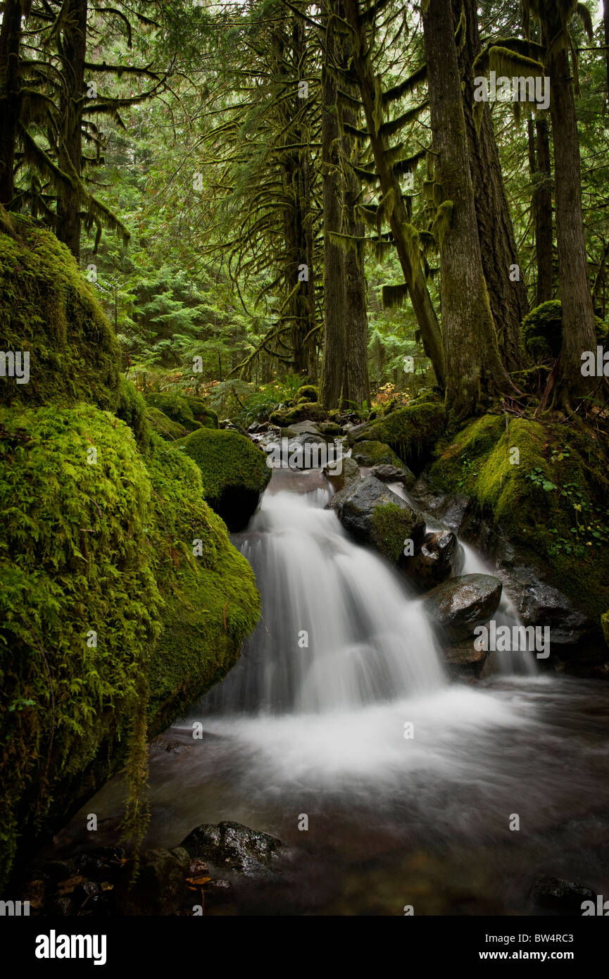 Cette belle petite crique près de naseux Falls, Washington, est un excellent exemple de l'environnement de la forêt tropicale. Banque D'Images