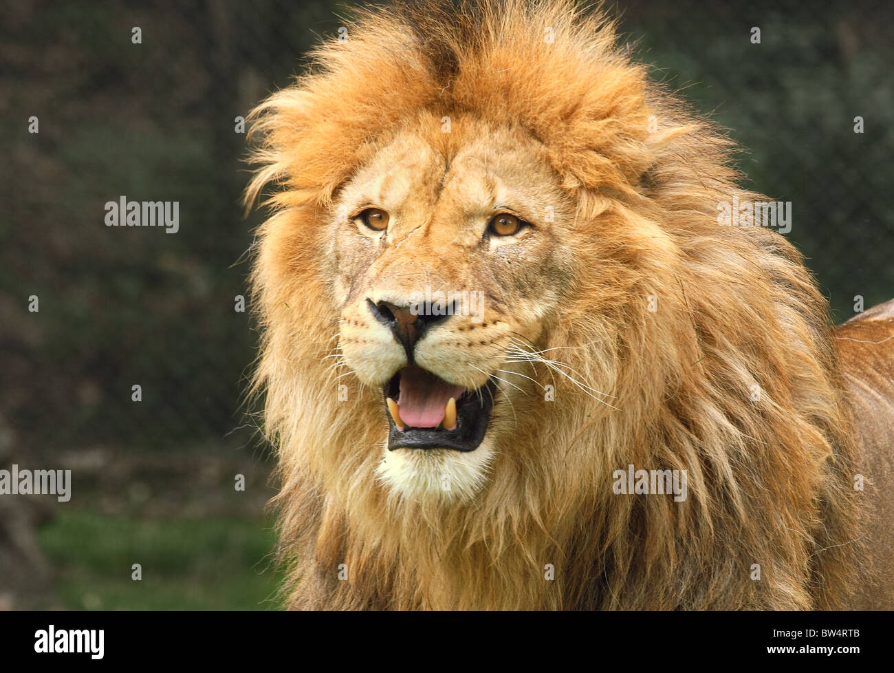 Portrait de lion à partir de Safari Park à Novara, Italie. Banque D'Images