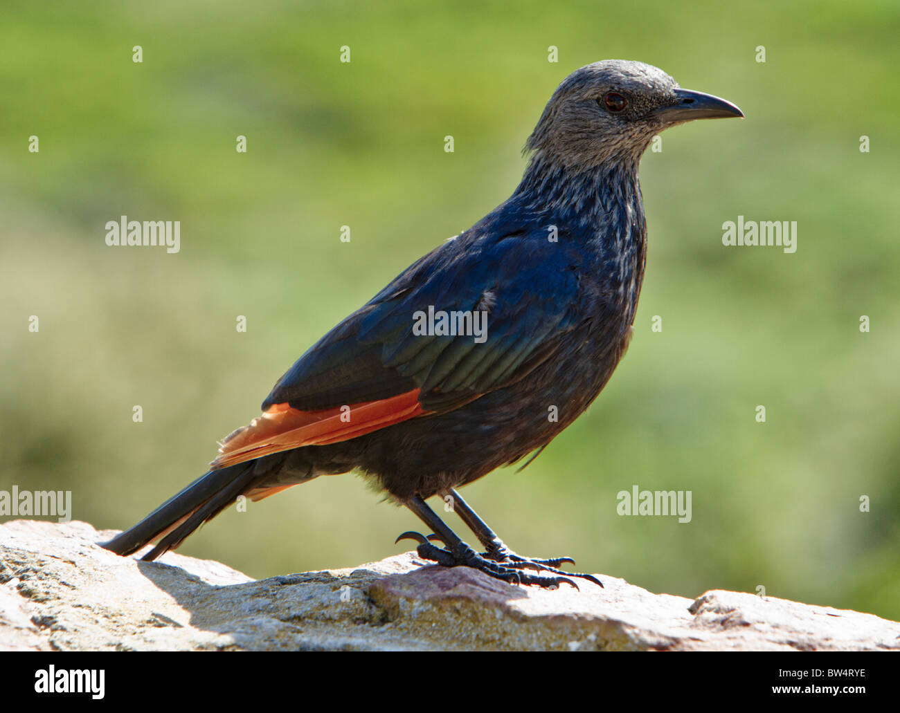 Red-winged starling (Onychgnathus morio) Banque D'Images