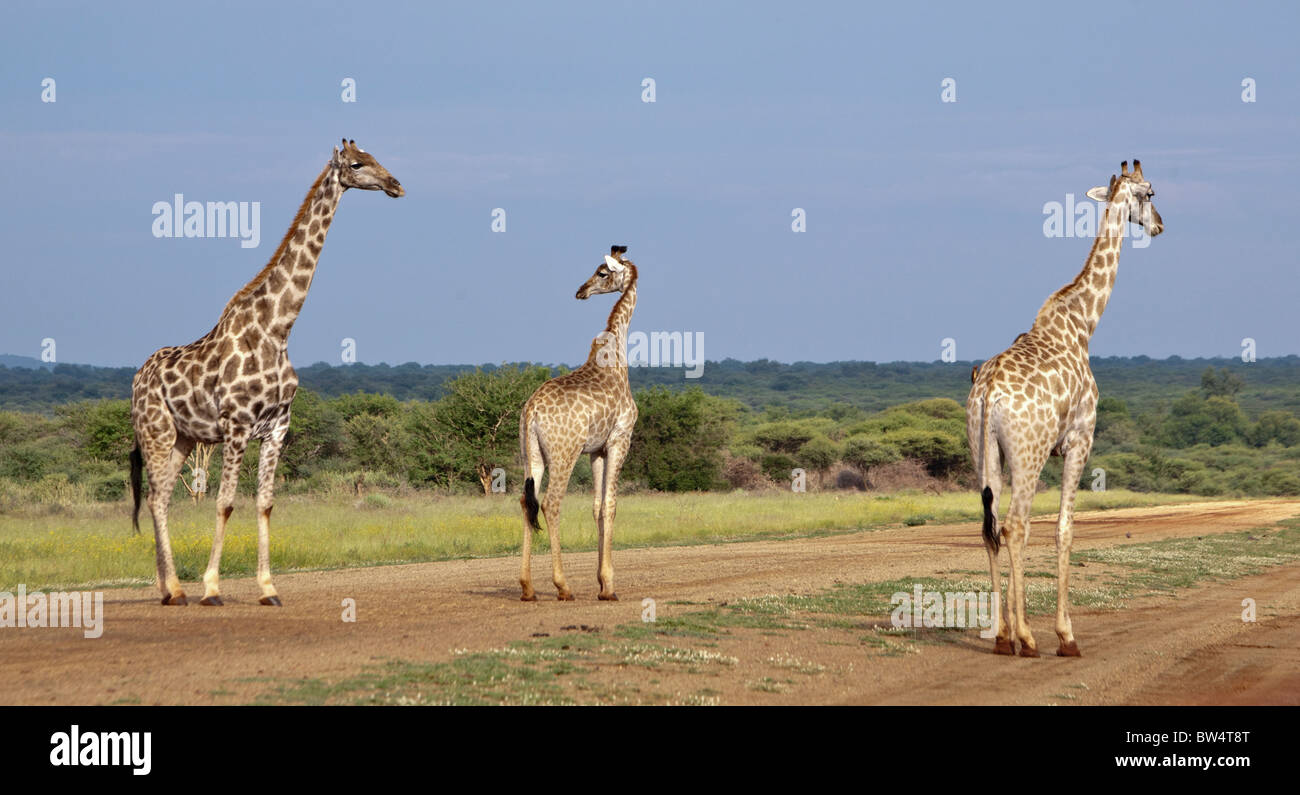 Trois girafes (Giraffa camelopardis) marchant sur une piste à la Madikwe game park Banque D'Images