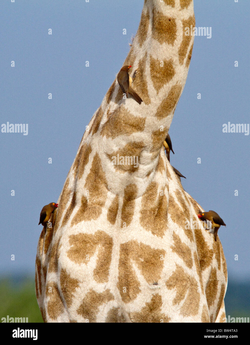 Girafe (Giraffa camelopardis) avec oxpeckers à bec rouge (Buphagus erythrorhyncus) sur son cou Banque D'Images