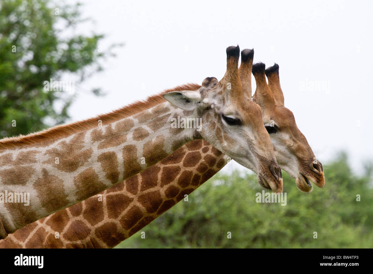 Deux giiraffes (Giraffa camelopardis) à comme s'ils ont un chat Banque D'Images