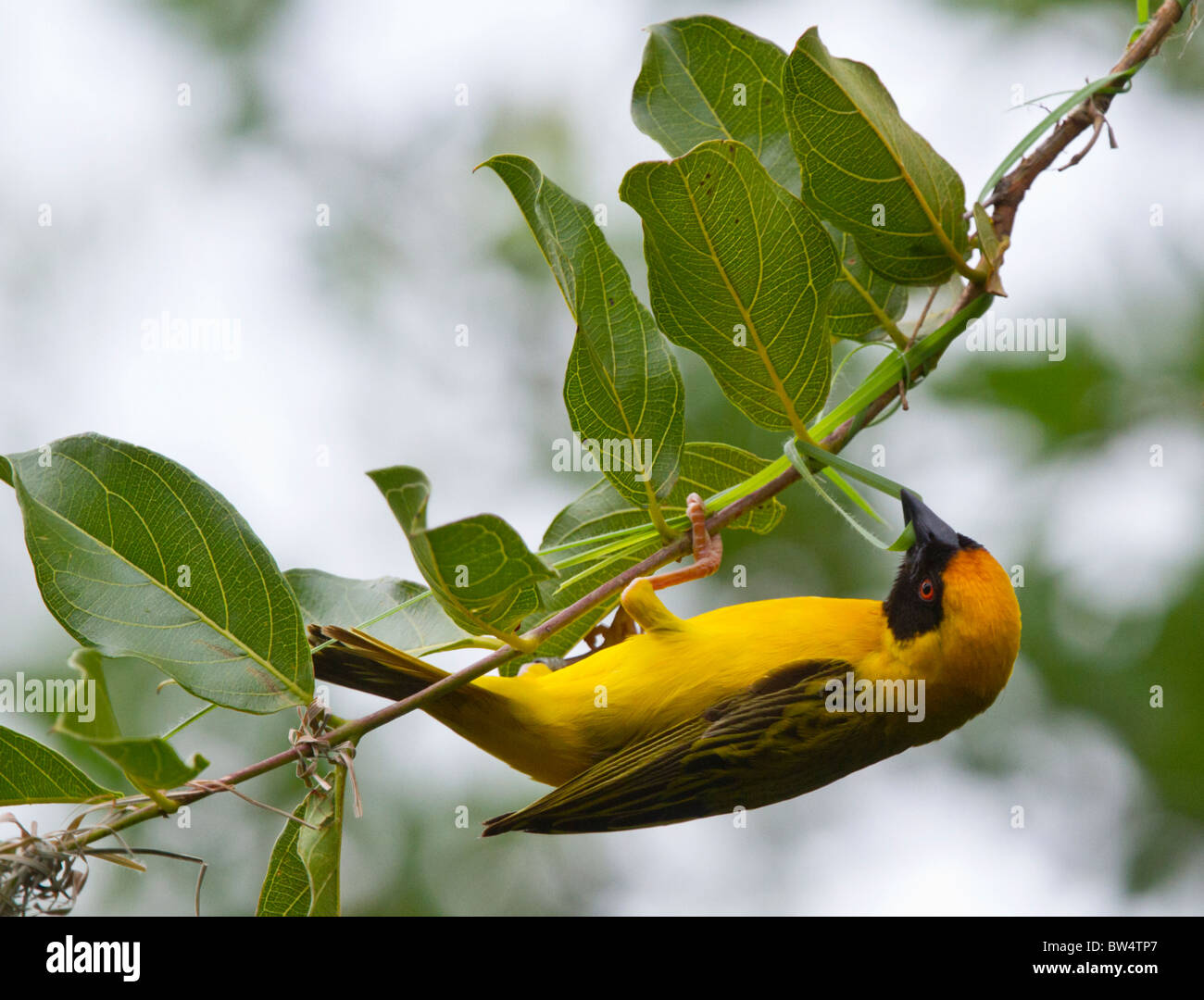 Le sud de masked weaver (Ploceus velatus) son tissage nid suspendu o Banque D'Images