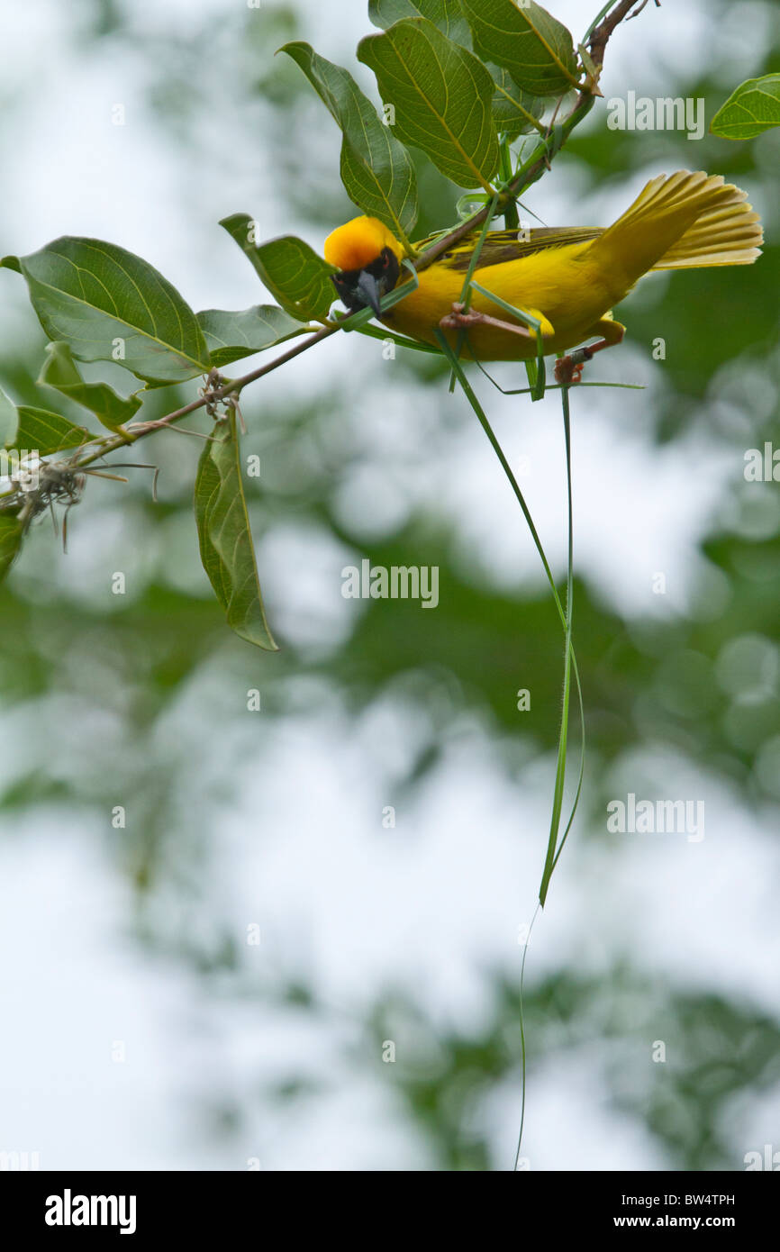 Le sud de masked weaver (Ploceus velatus) son tissage nid suspendu d'herbe Banque D'Images